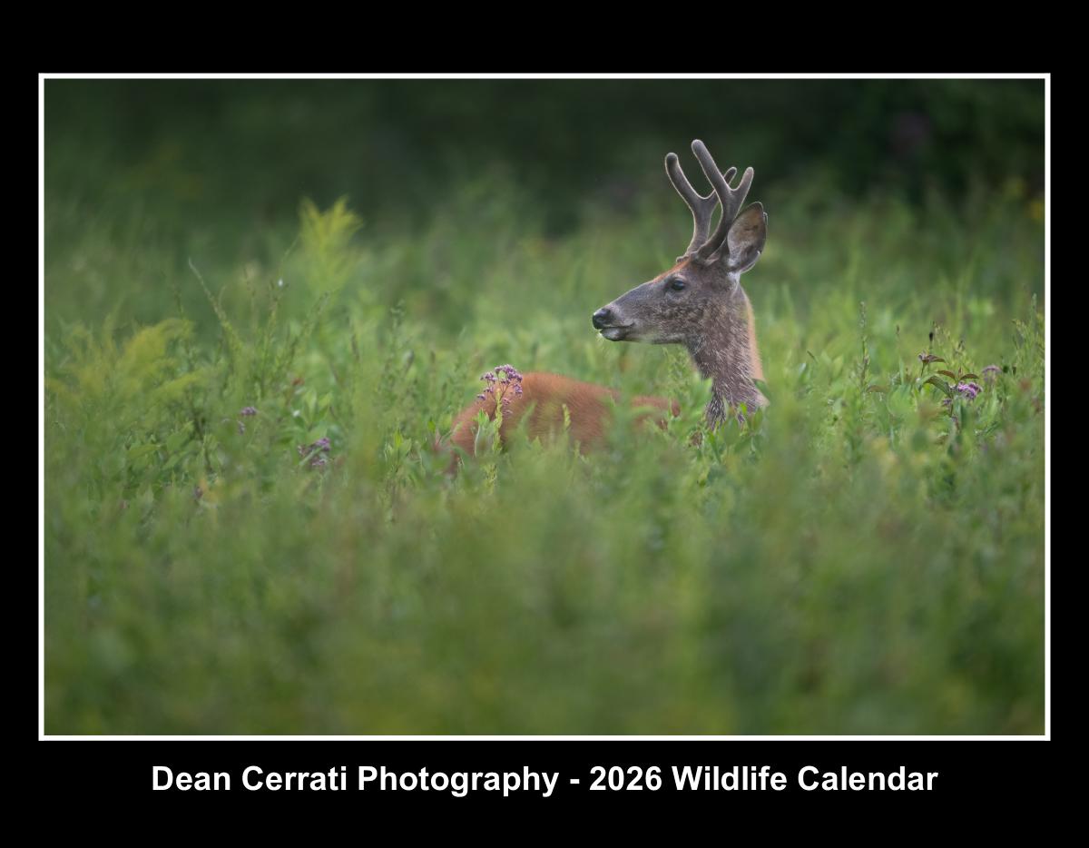 Dean Cerrati Photography - 2026 Wildlife Calendar