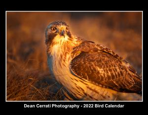 Dean Cerrati Photography - 2022 Bird Calendar