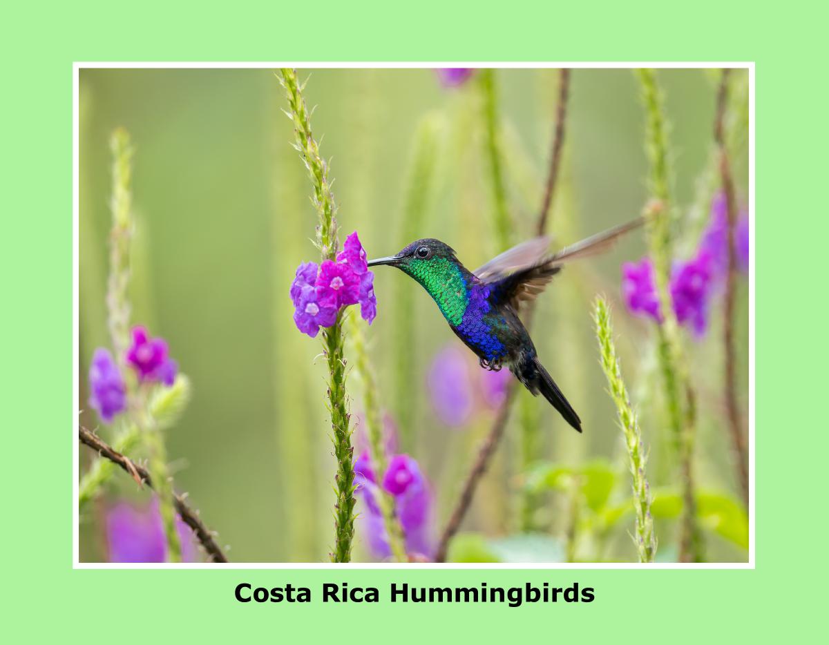 Hummingbirds of Costa Rica