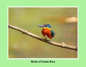 Birds of Costa Rica