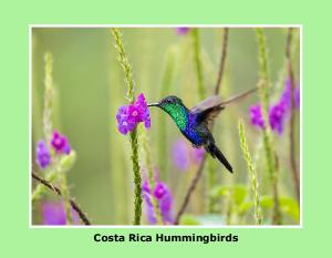 Hummingbirds of Costa Rica