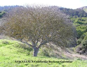 Aesculus, A California Buckeye Calendar