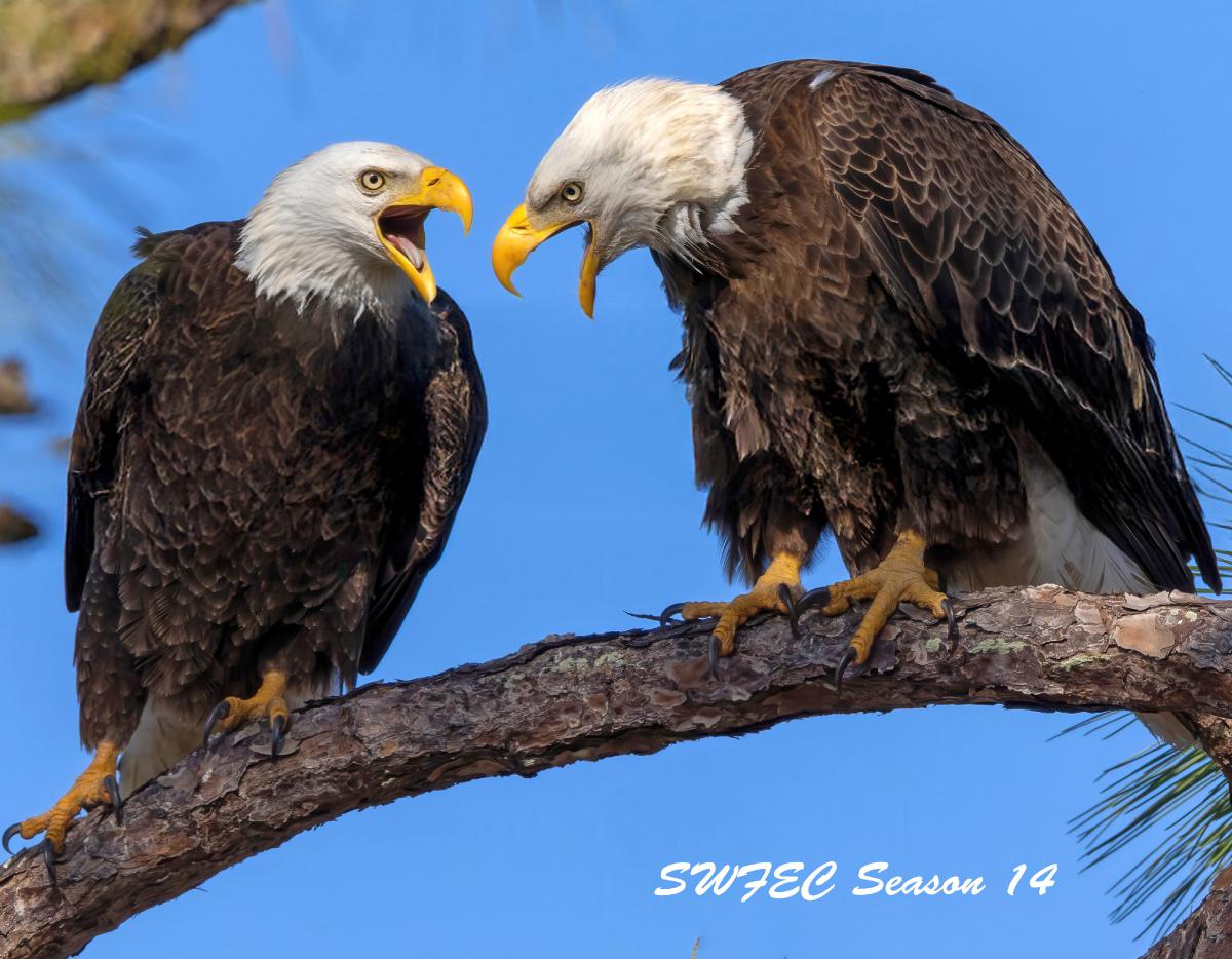 SWFEC Season 14 2025-2026
