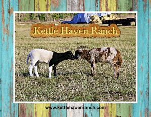 Cute Lambs from Kettle Haven Ranch