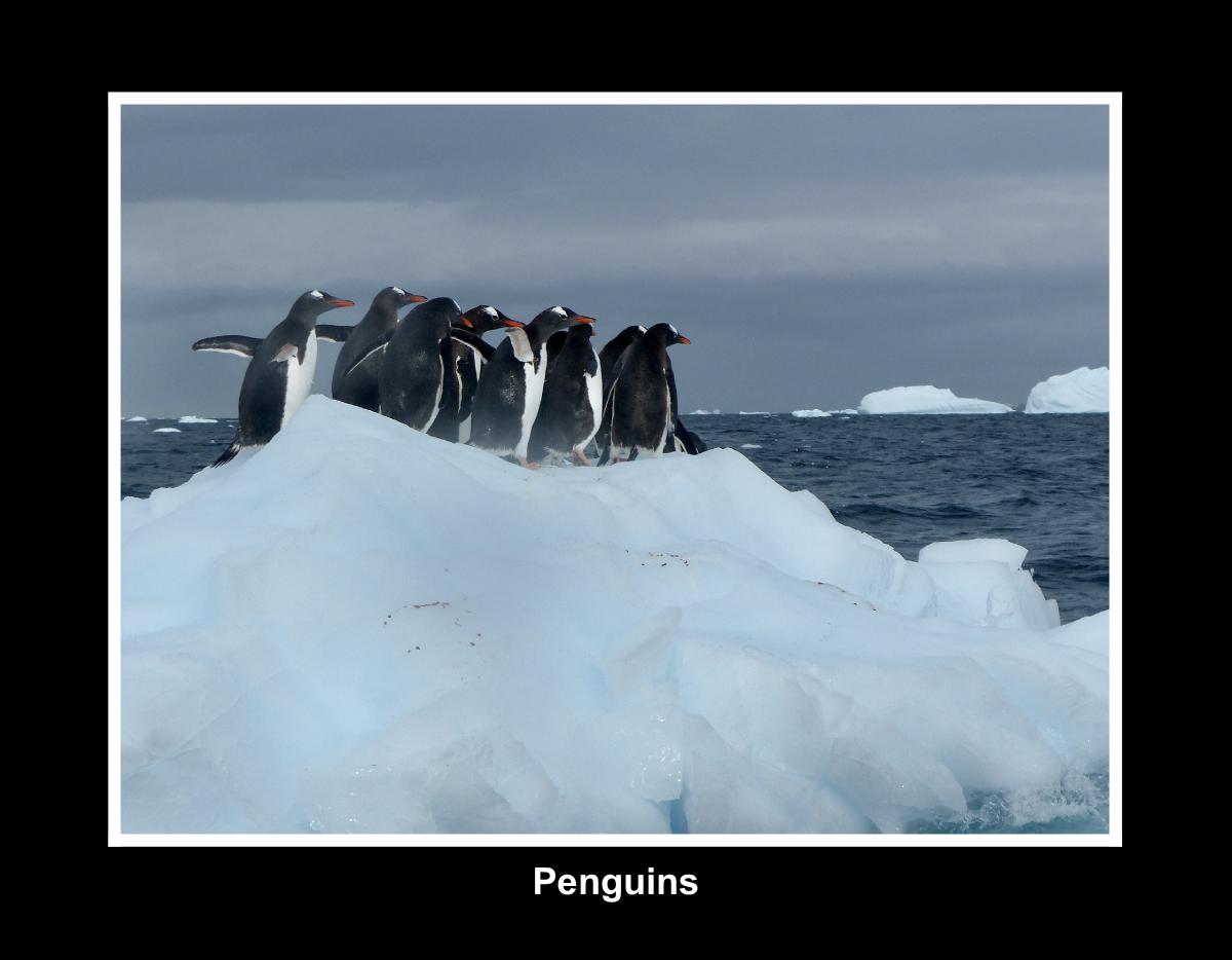 NEW THEME: Penguins 2027 calendar