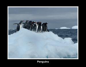 NEW THEME: Penguins 2027 calendar