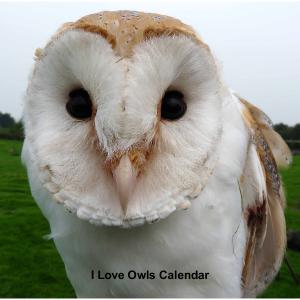 I Love Owls Calendar