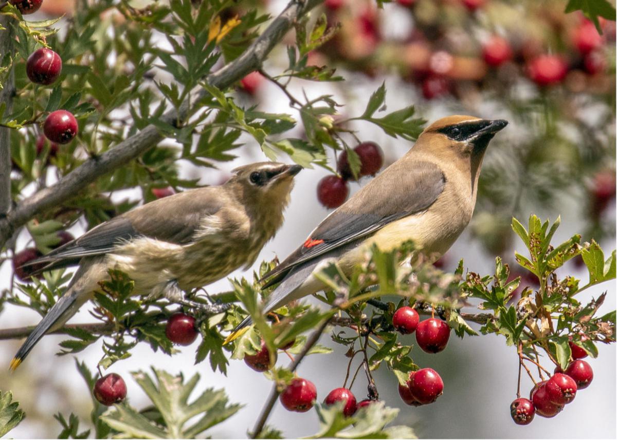 Cedar Waxwings Red and white