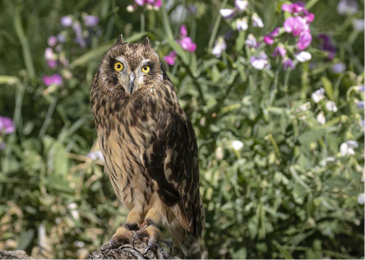 Short Eared Owl Greeting Card