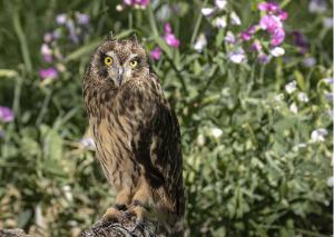 Short Eared Owl Greeting Card