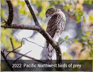 2022 Birds of Prey