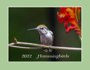 2022 Hummingbirds