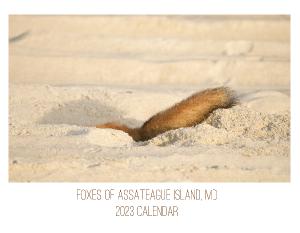 Foxes of Assateague Island 2023