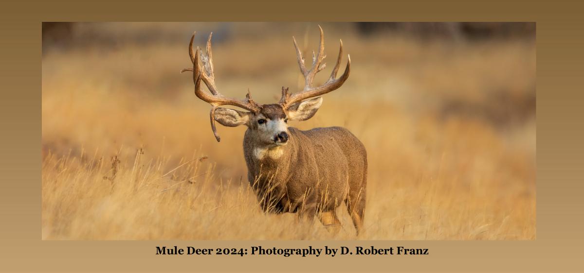 2024 Mule Deer Desk Calendar