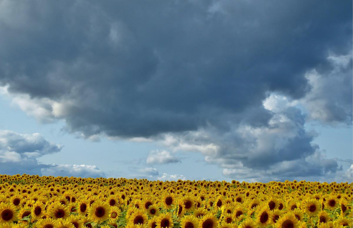 Sunflowers Poster