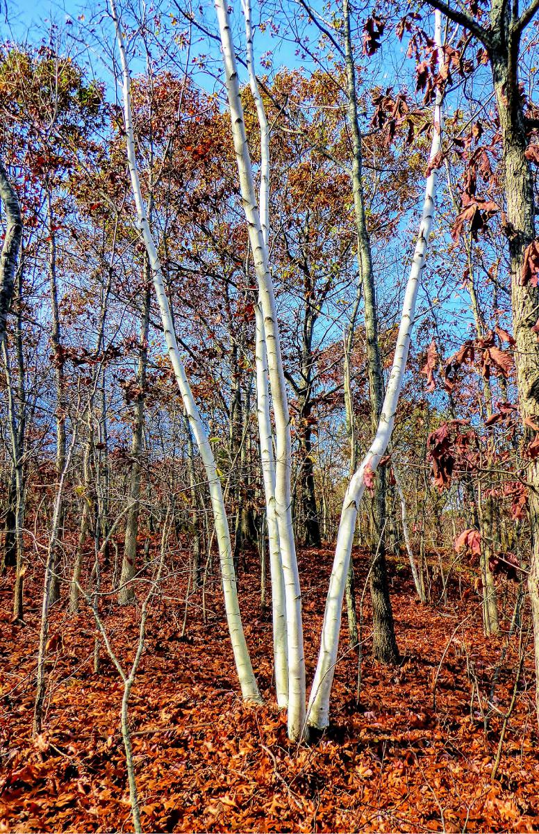 Green's Hill Birches Poster