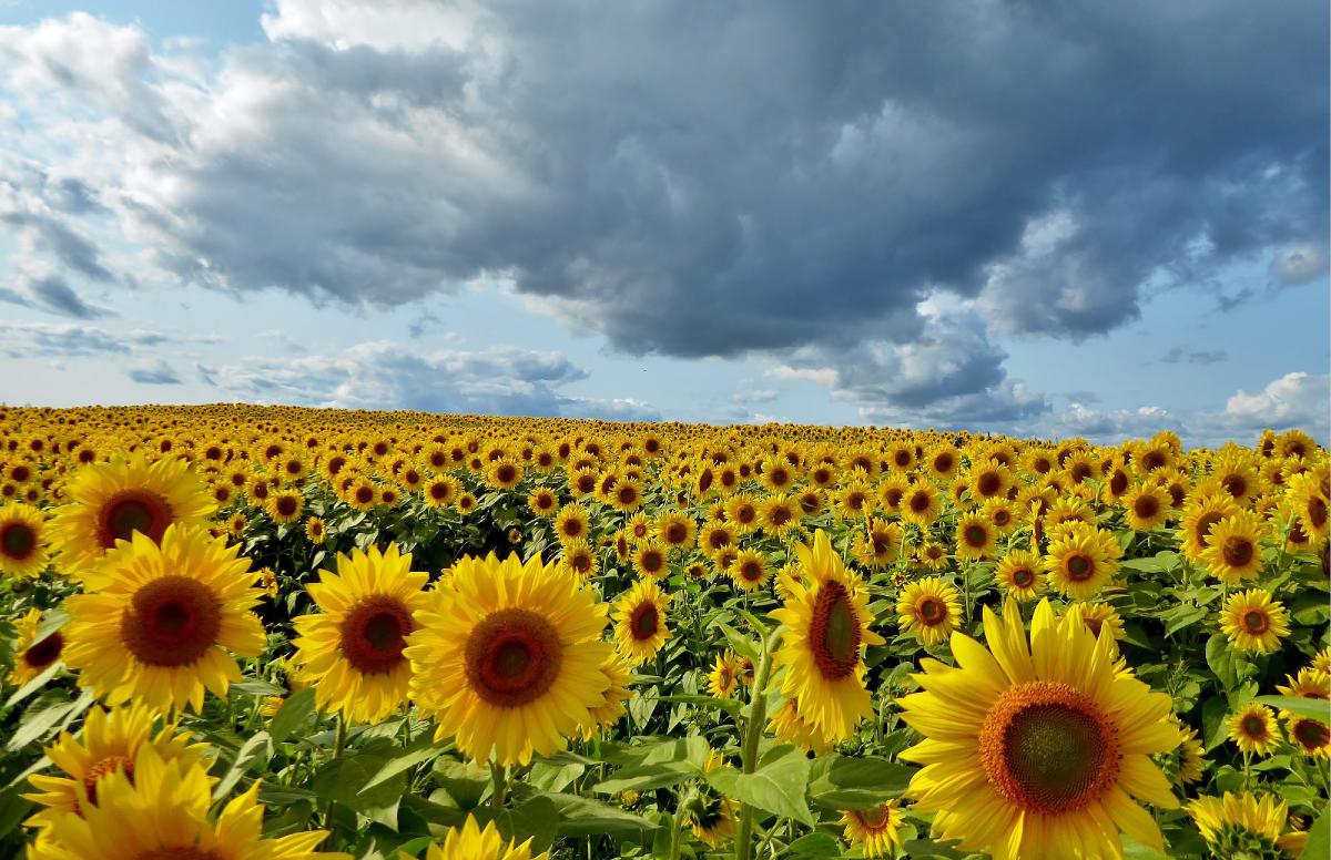Sunflowers Poster