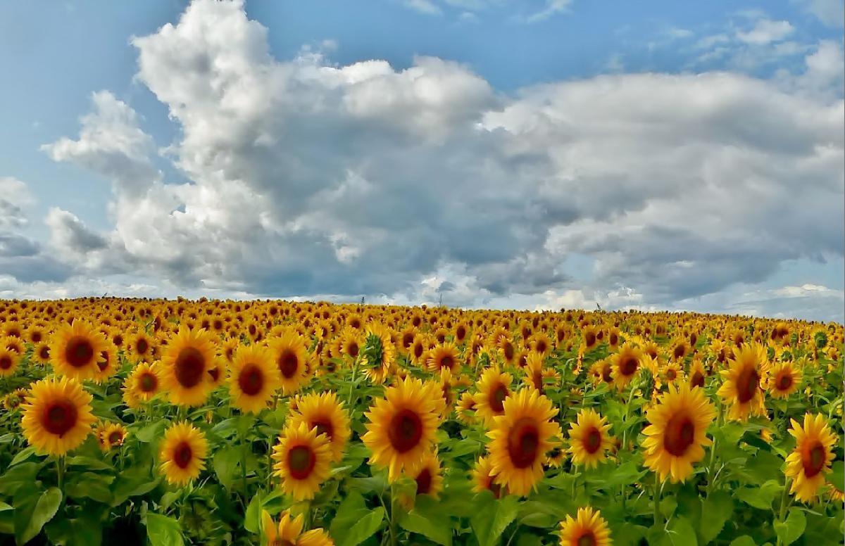 Sunflowers Poster
