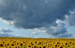 Sunflowers Poster