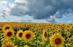 Sunflowers Poster