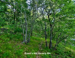 Green's Hill Calendar