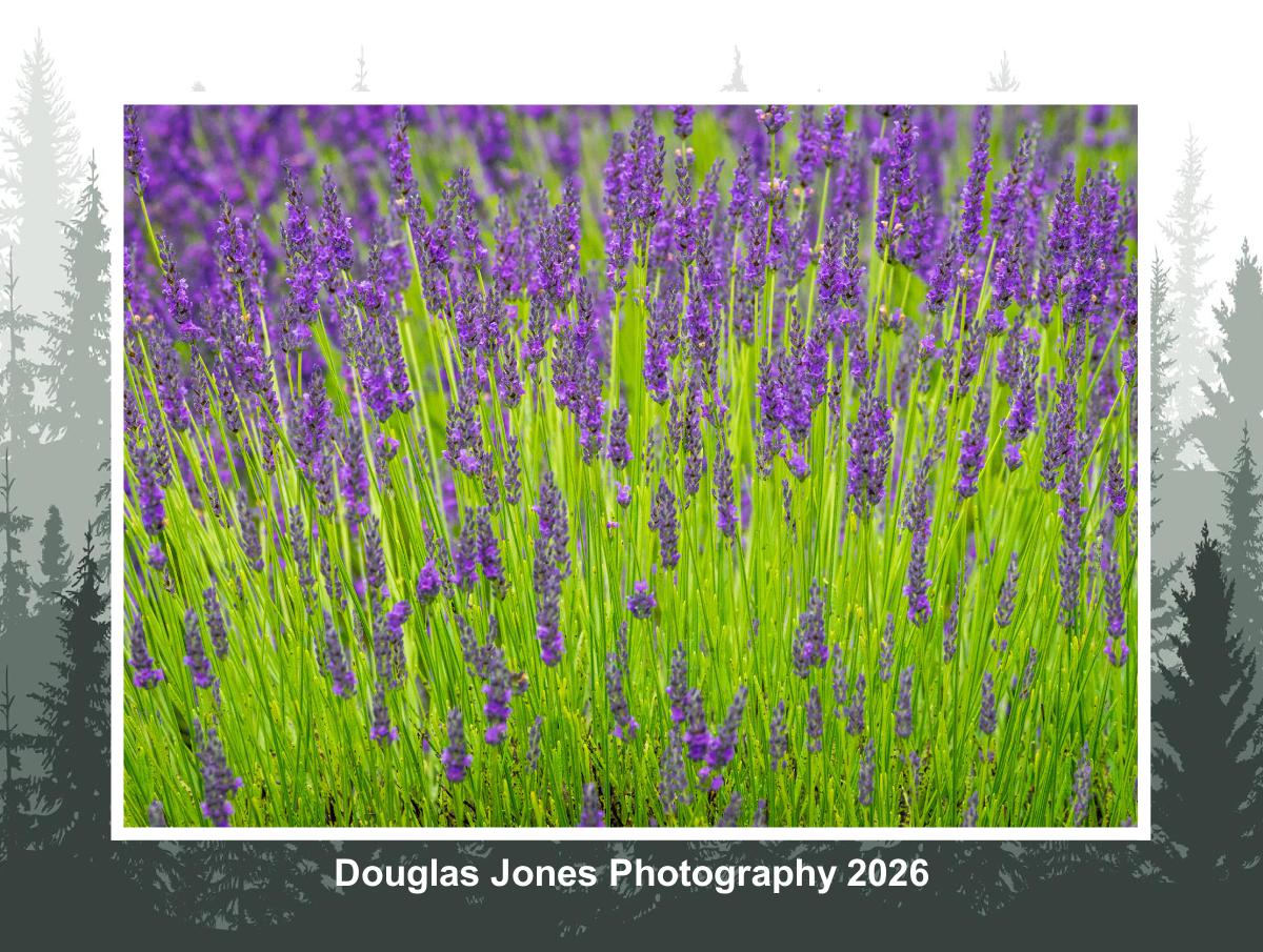 Douglas Jones Photography 2026