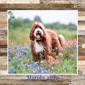 Murphy Calendar 2022