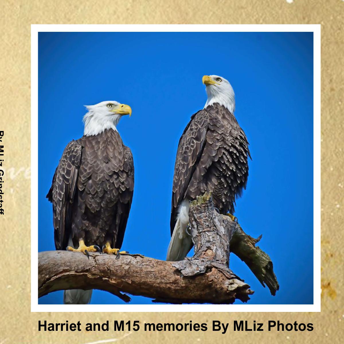 SWFL Eagles Harriet and M15