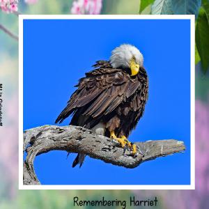 Remembering Harriet