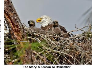 The Story: A Season To Remember