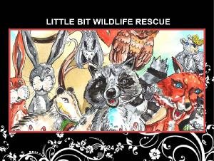 LIttle Bit Wildlife 2024