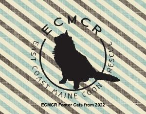 ECMCR Foster Cat Calendar