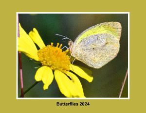 Butterflies 2024 Edward Perry IV