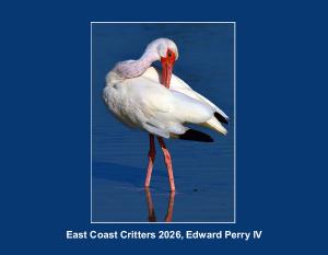 2026 East Coast Critters by Edward Perry IV