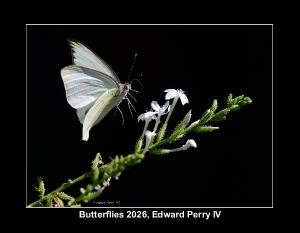 Butterflies 2026 by Edward Perry IV