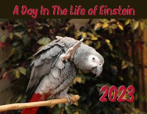 A Day in The Life of Einstein Parrot 2023