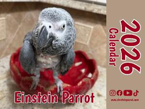 Einstein Parrot 2026 Wall Calendar