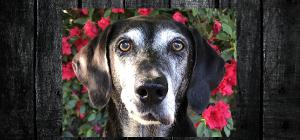 Maggie Desk Calendar