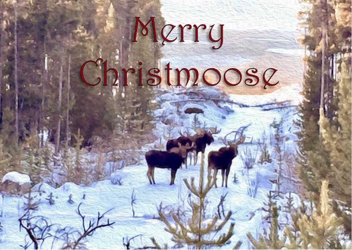 Eliguk Outpost Greeting Card Merry Christmoose