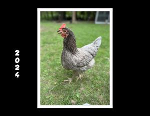2024 Chicken Calendar