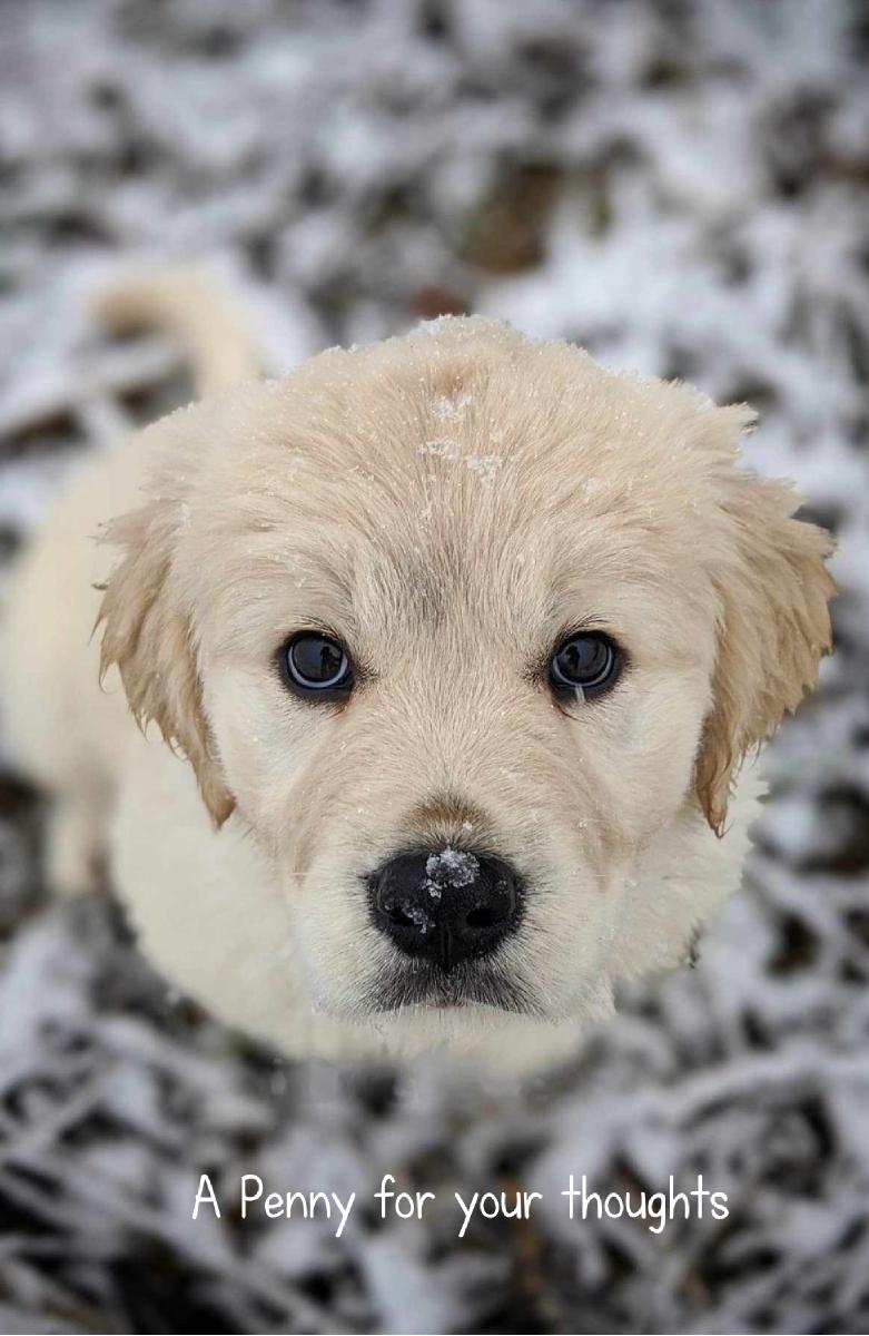 A Penny for your thoughts