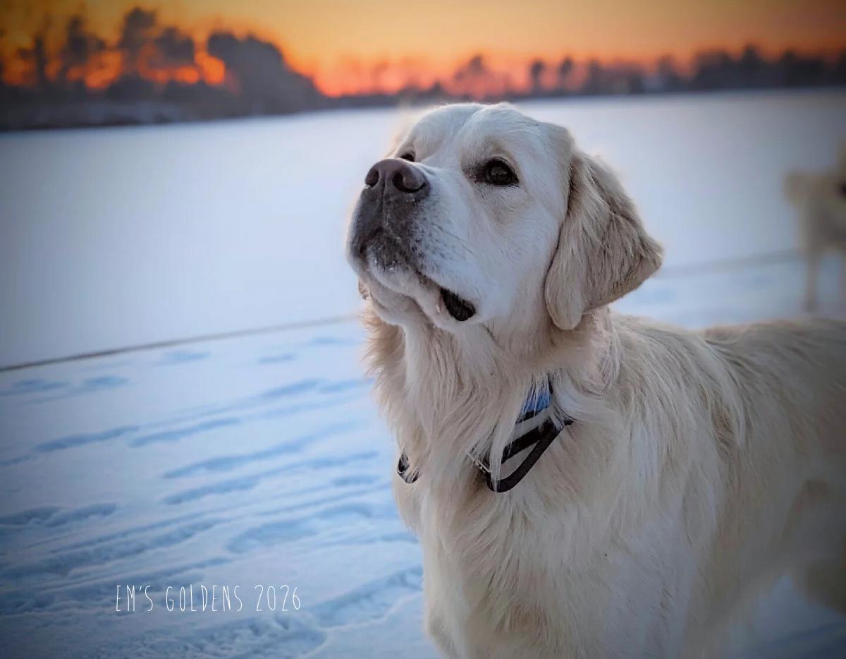 Em's Goldens 2026 Calendar
