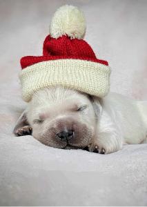 Puppy Christmas card
