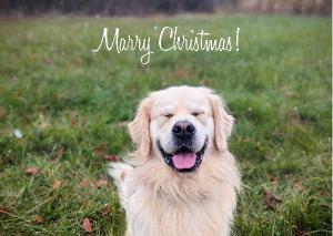 Golden Christmas Card