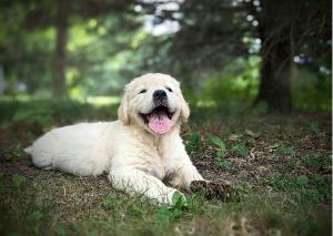 Golden Retriever Puppy Card