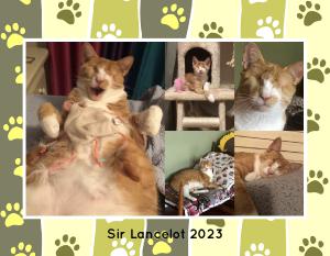 SIR LANCELOT 2023