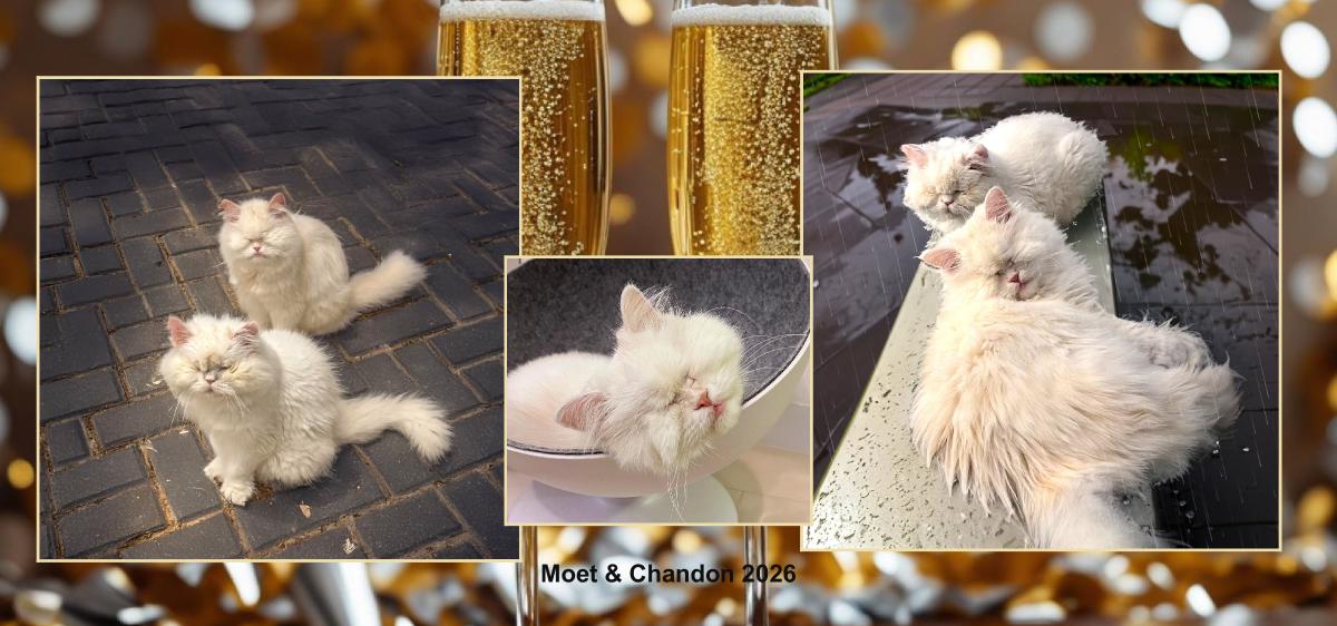 Moet and Chandon desk calendar 2026