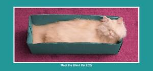 Moet the Blind Cat 2022 Calendar