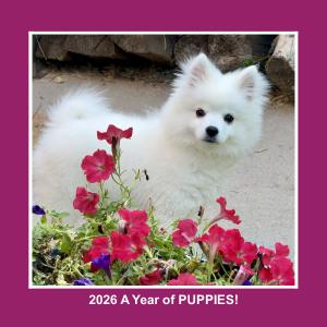 2026 Year of Eskie Puppies