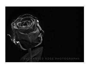 2022 Enchanted rose photog